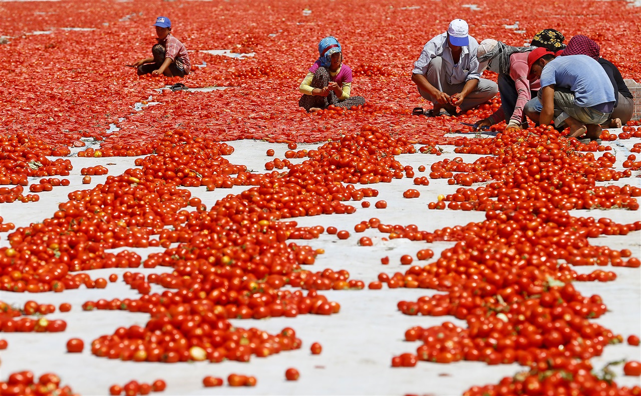 Узбекский поле. Плантация помидоров. Поле помидоров. Сбор урожая томатов. Помидорные плантации.